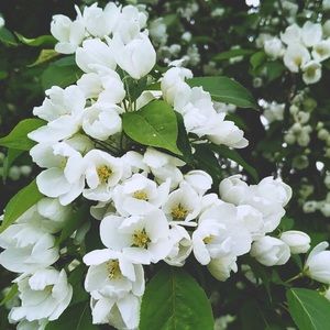 Meet your Posher, Adriana